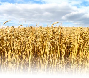 bacteria can benefit your crops and soil
